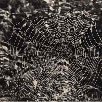 A photo view of a spider web. 9/16/1992.