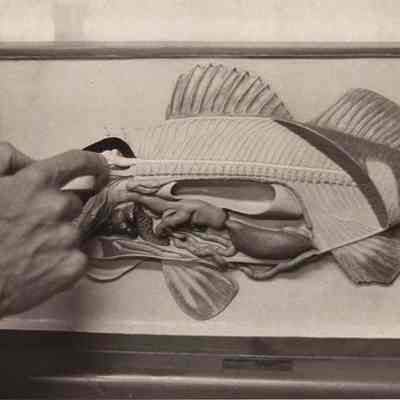 A photo view of Jim Moulton pointing to a fish's ear. 7/3/1978.