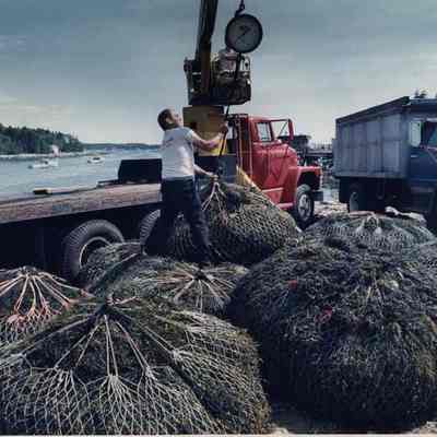A photo view of Bob Waddle weighing Quohogs. 6/26/1991.