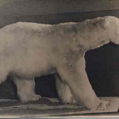 Stuffed Bowdoin Polar Bear in Morrell Gym