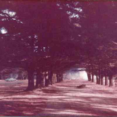 Driveway of the Pine Spring Water Company
