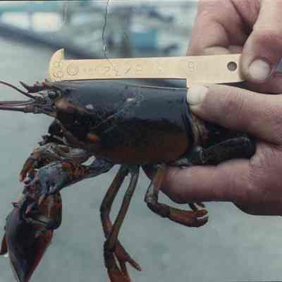 A photo view of a lobster being measured.