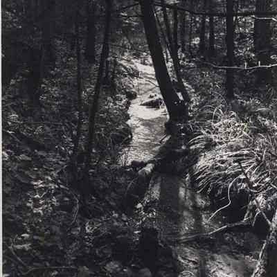 Stream in Maquoit Woods