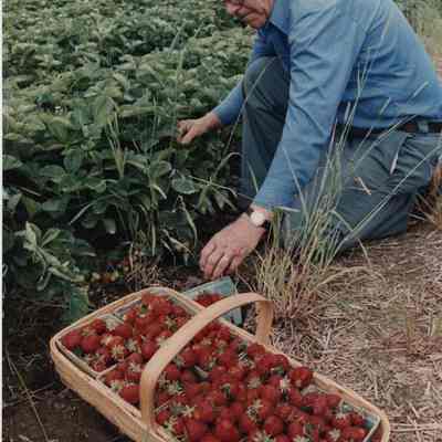 A photo view of a man picking strawberries. 7/6/1989.
