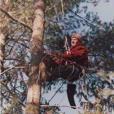 A photo view of a workman in a tree. 2/25/1987.