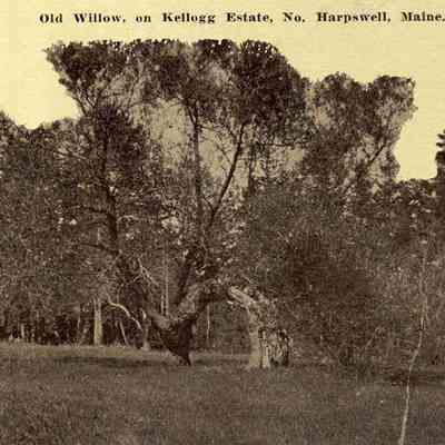 Postcard of Old Willow, North Harpswell