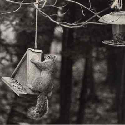 A photo view of a gray squirrel. 2//28/1992.