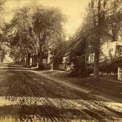 Uprooted Trees on Federal Street