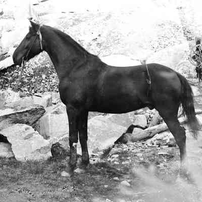 Unknown Horse