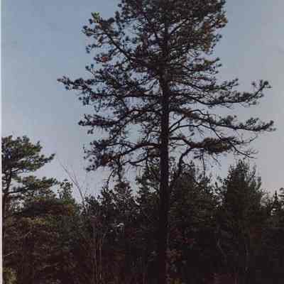 A photo view of a pine tree. 5/2/1988.