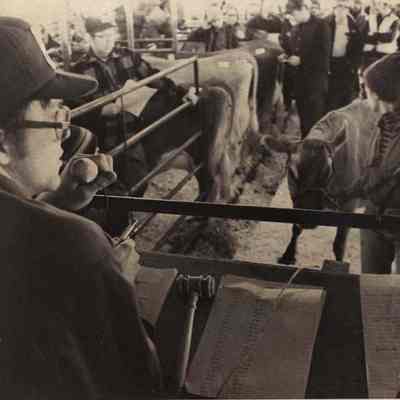 A photo view of a cattle auction. 12/29/1980.