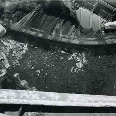 A photo of herring being hauled aboard a vessel. 6/20/1952.