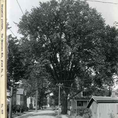 Dennison Elm