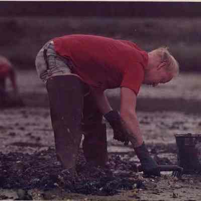 A photo view of a man digging clams. 8/8/1988.