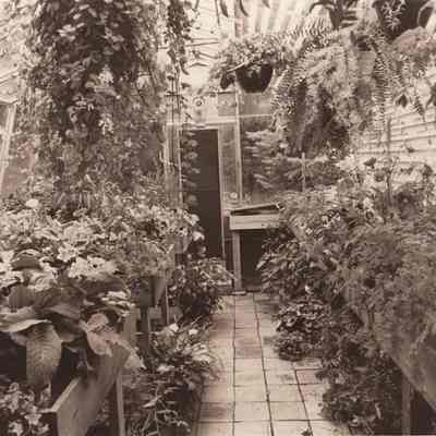 A photo view of Alfred Senter's greenhouse.