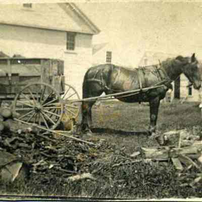 A Horse Hauling Firewood