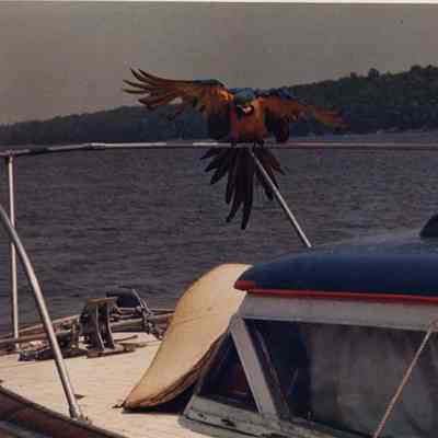 A photo view of a parrot on a boat. 7/21/1988.