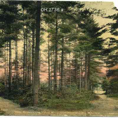 Bowdoin Pines