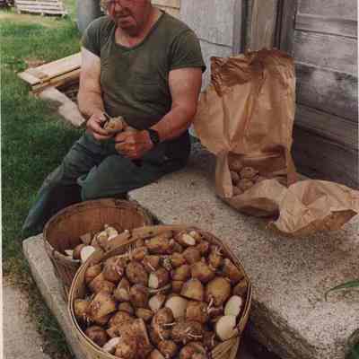 A photo view of a man cutting seed potatoes. 6/1/1987.