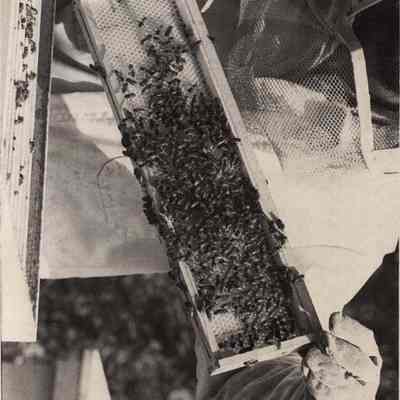 A photo view of a tray of bees. 9/14/1981