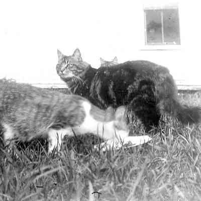 Three Cats Outside