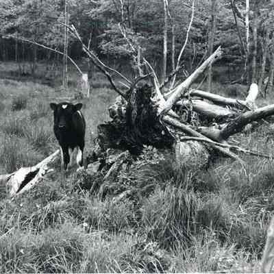 A calf on Doughty Road.