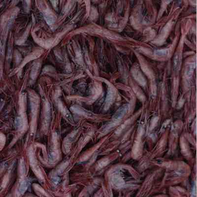 A photo view of a lot of shrimp. 12/10/1990.