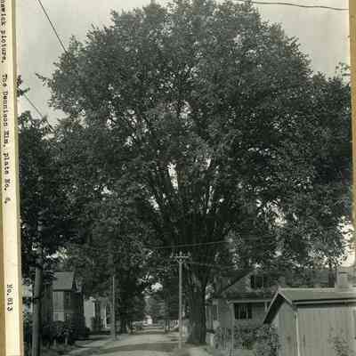 Dennison Elm