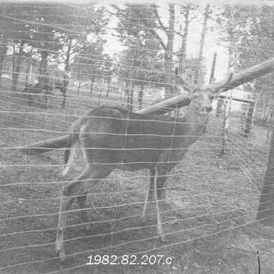 A photo of deer at Merrymeeting Park