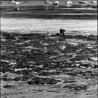 A photo view of a Clammer. 9/30/1988.