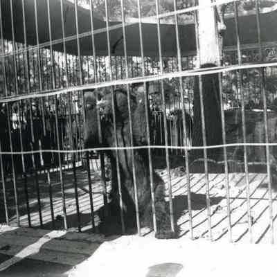 Bears in Cage at Merrymeeting Park