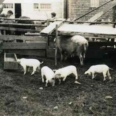 Otter Brook Farm animals