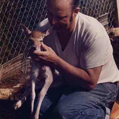 A photo view of a man with a fawn. 7/8/1988.