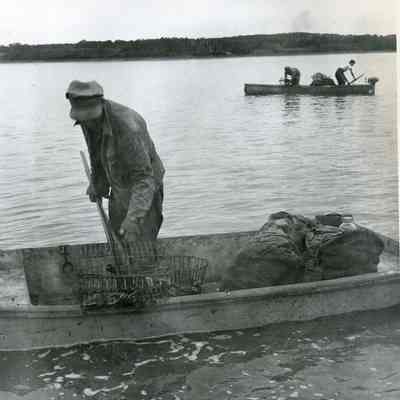 Man Digging Quahogs