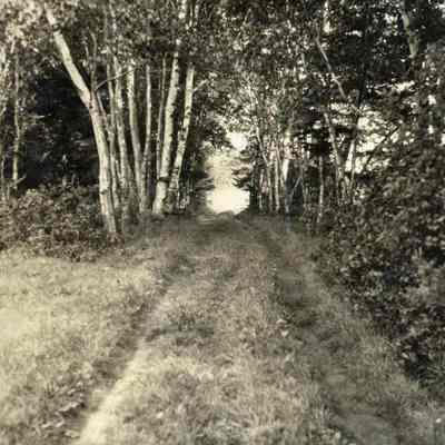 Forest Lane