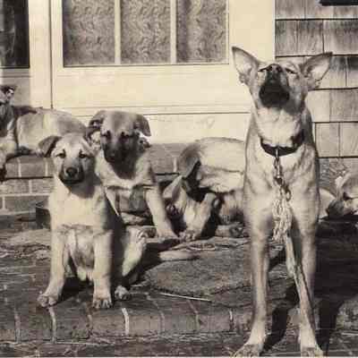A photo view of Chinook puppies. 2/18/1992.