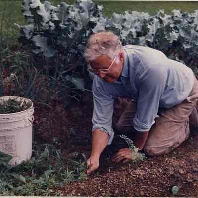 A photo view of a man weeding a carrot patch. 7/25/1988.