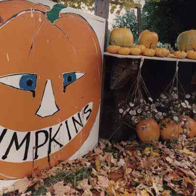A photo view of a pumpkin selling stand. 10/18/1990.