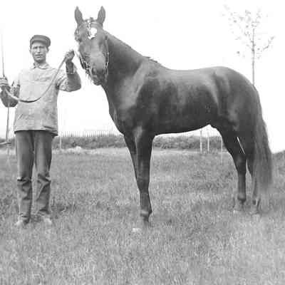Unknown Man and Horse in Meadow