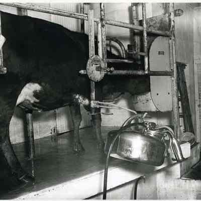 Cow in Milking Station