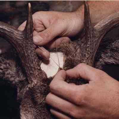 A photo view of Randy Brooks, Taxidermist. 8/9/1991
