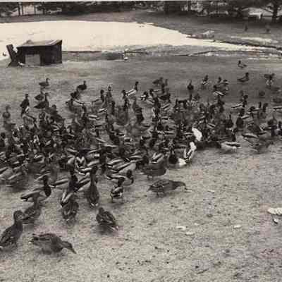 A photo view of Robert Smith feeding ducks. 1/31/1992.