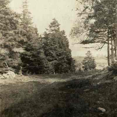 Forest Lane