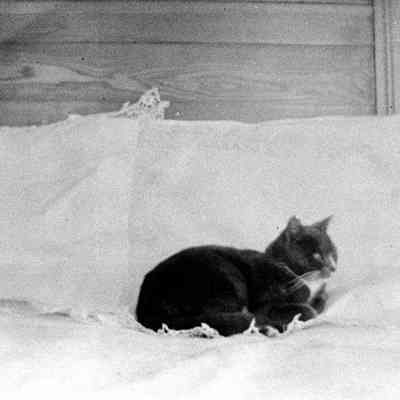 Black Cat on a Bed