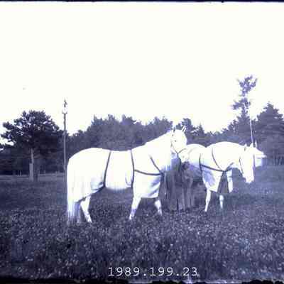 Jumping horses at Merrymeeting Park.