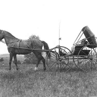 Horse Drawn Carriage