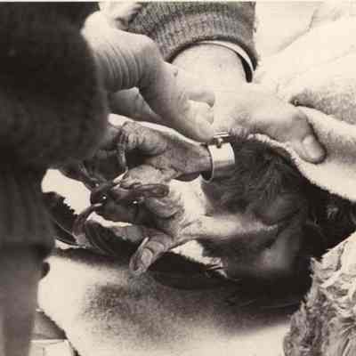 A photo view of a Bald Eagle being banded. 3/6/1992.