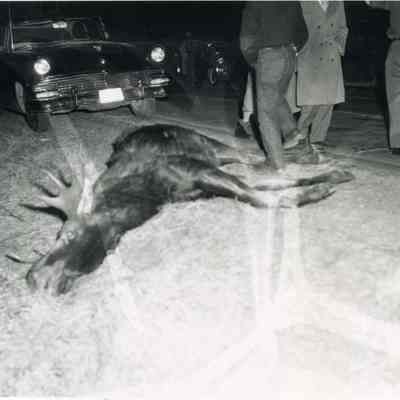 A photo of a moose killed by a car. 1/20/1955.
