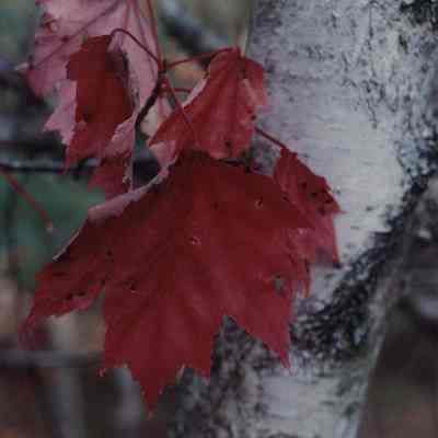 A photo view of some maple leaves. 9/25/1989.