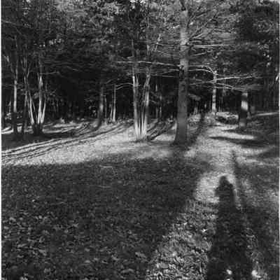 Woods at Linnhaven.